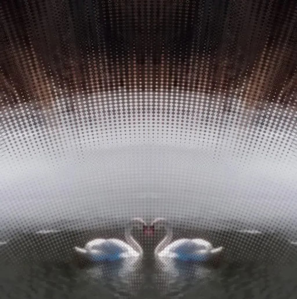 Swan Reflection