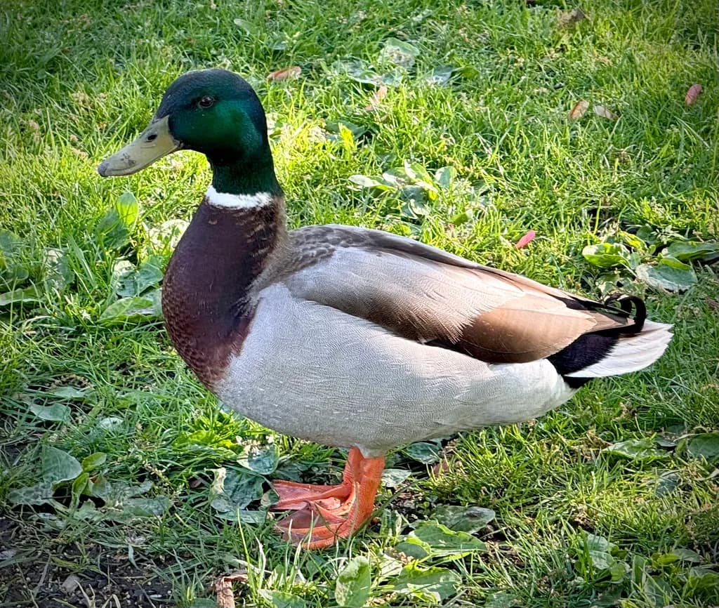 Mallard Majesty