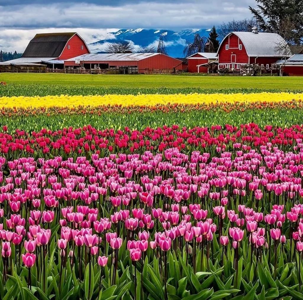 Tulip Farmstead
