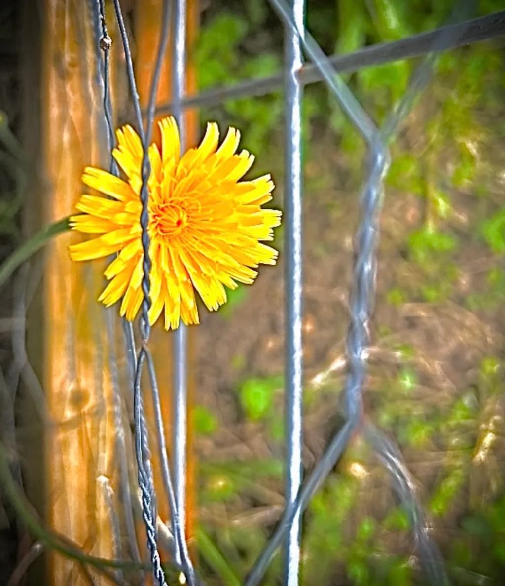 Trapped Bloom
