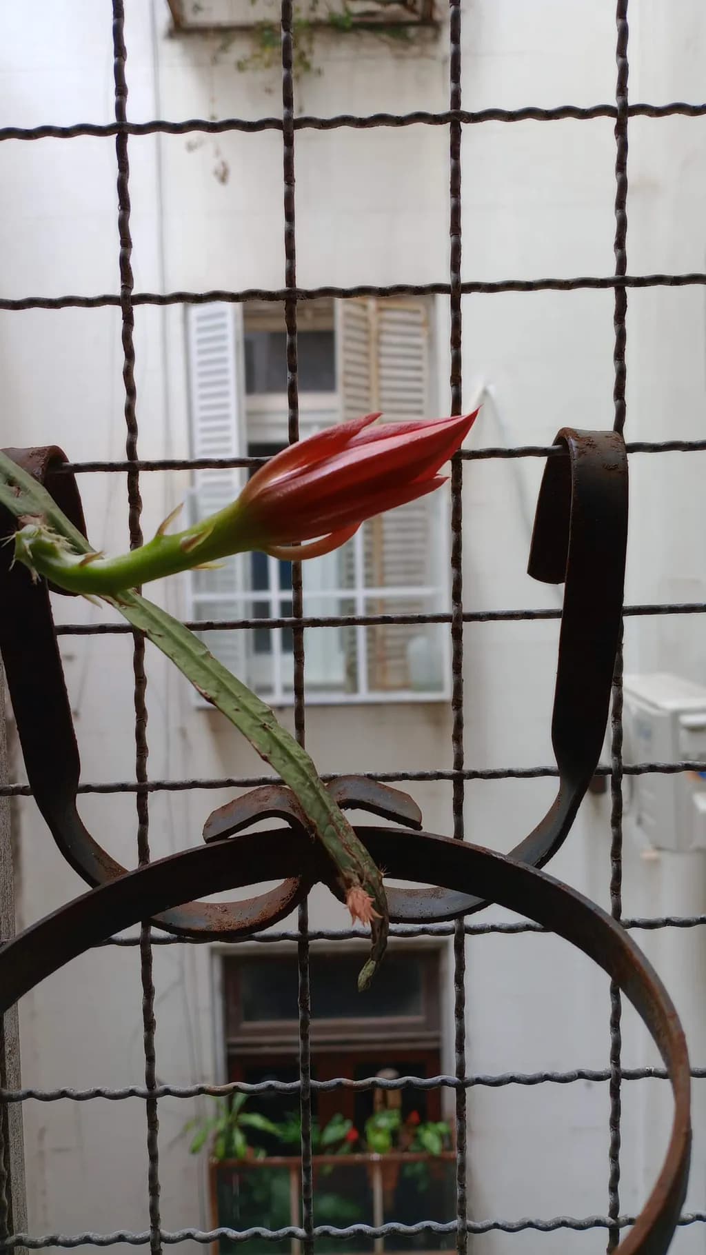 Urban Bloom