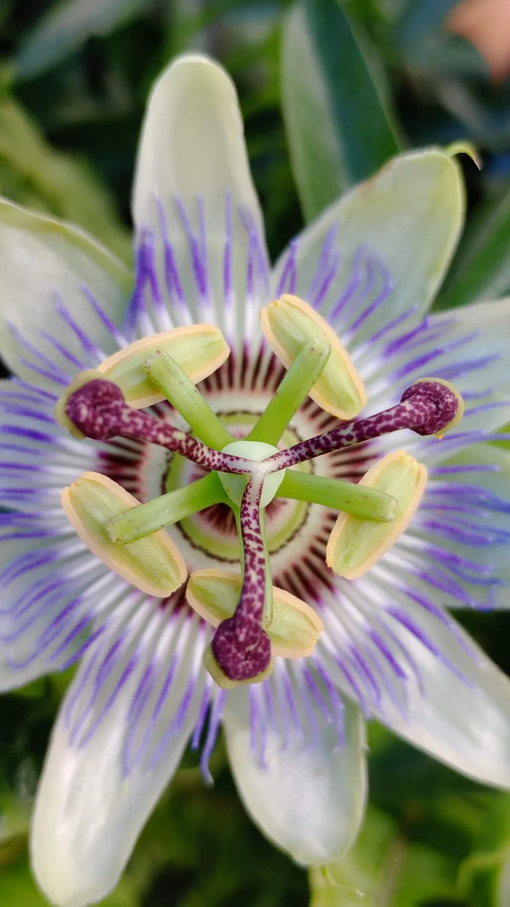 Passion Flower Close-Up