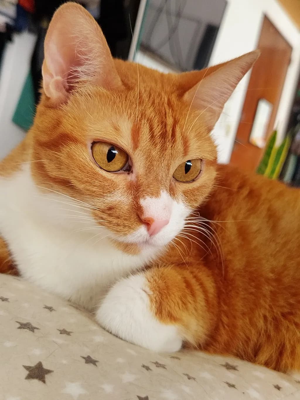 Curious Gaze
