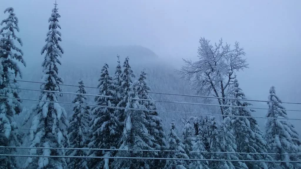 Snowy Serenity