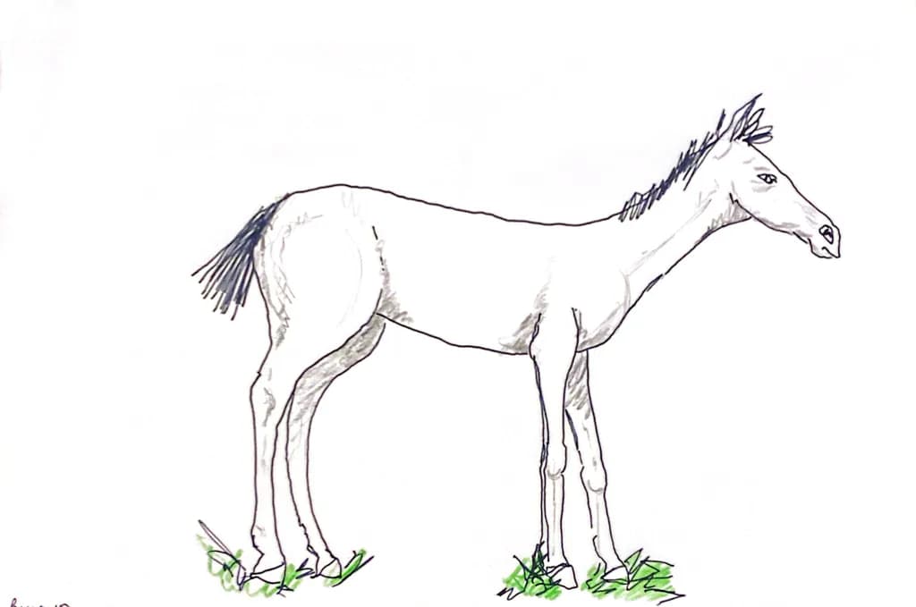 Lean Equine Sketch