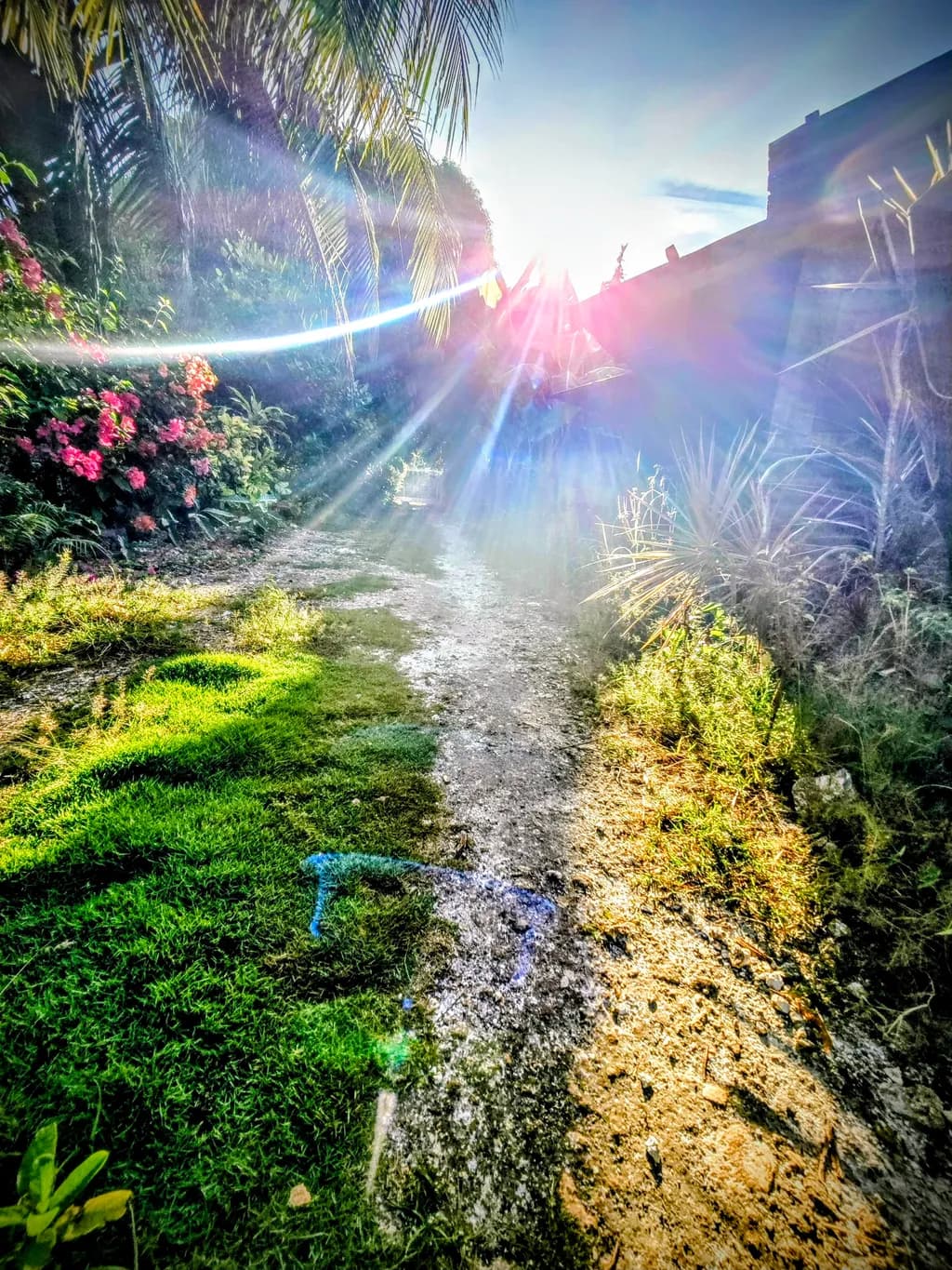 Sunlit Pathway