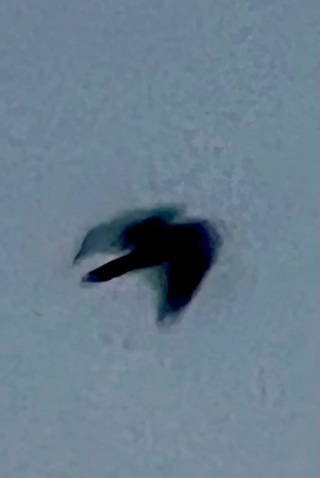 Flying Bird Silhouette
