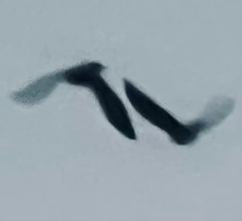 Birds in Flight