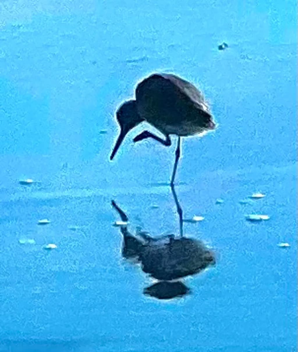 Wading Bird Reflection