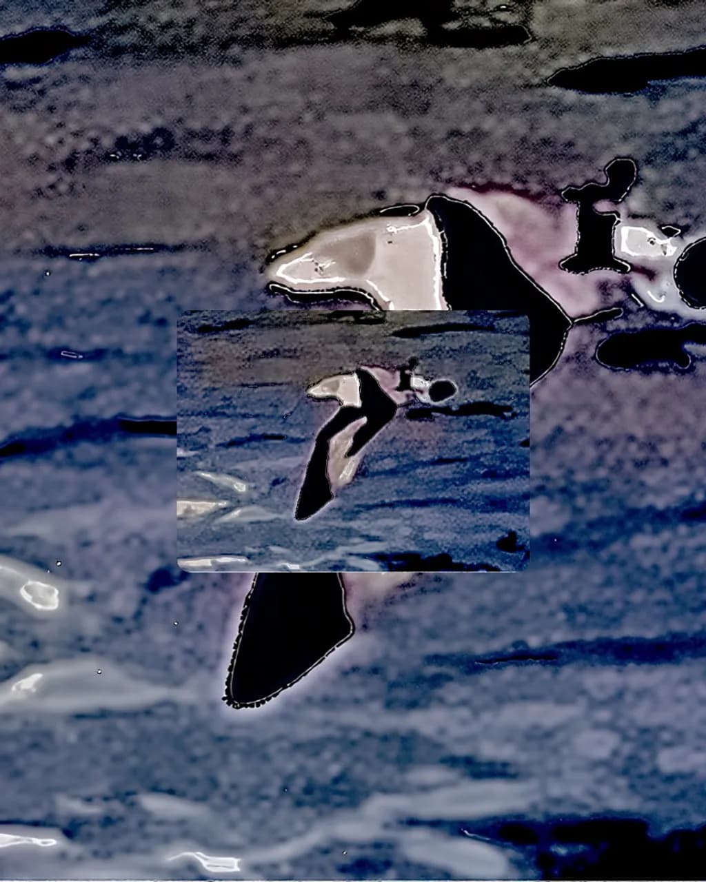 Abstract Bird Flight