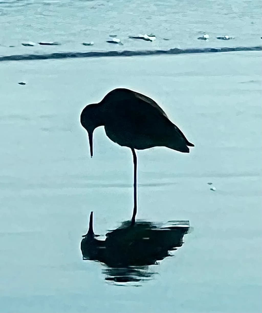 Waterbird Reflection