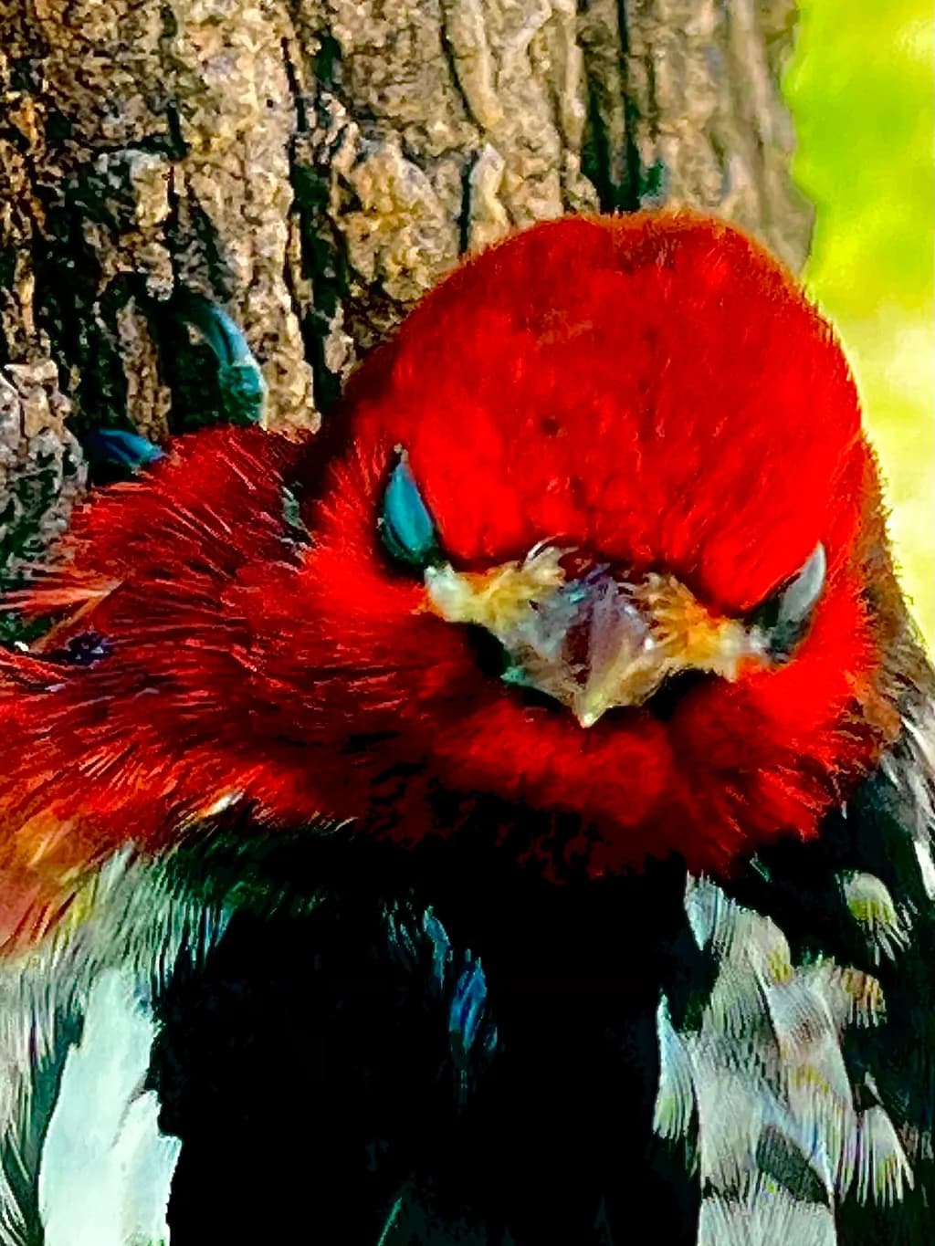 Red-Headed Woodpecker Closeup
