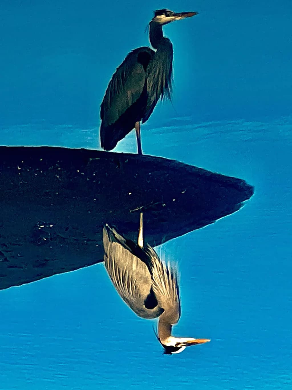 Heron Reflection