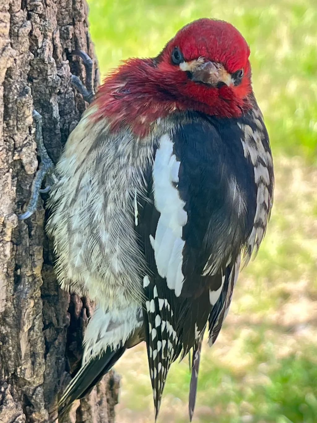 Red-Headed Woodpecker on Tree