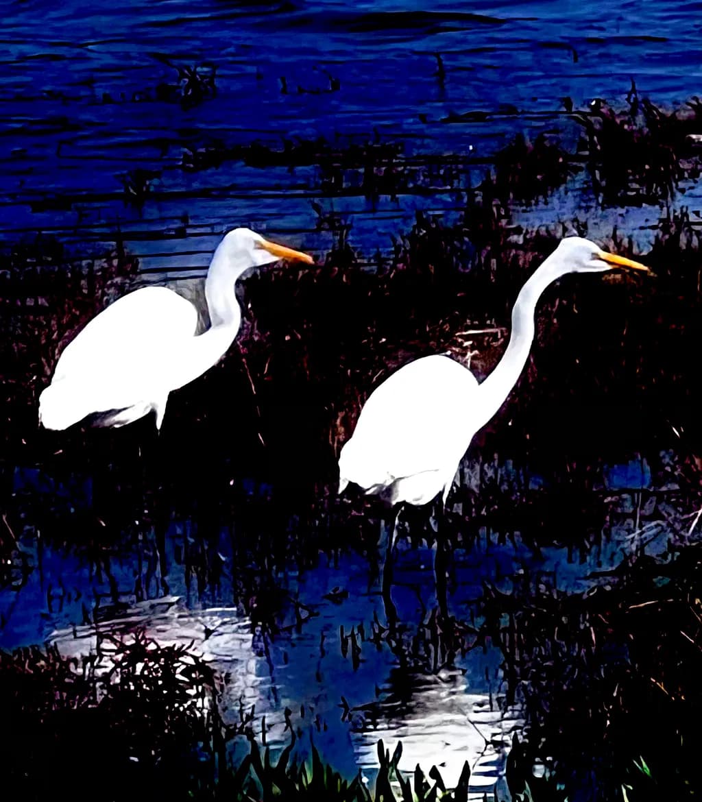 Wetland Egrets Reflection