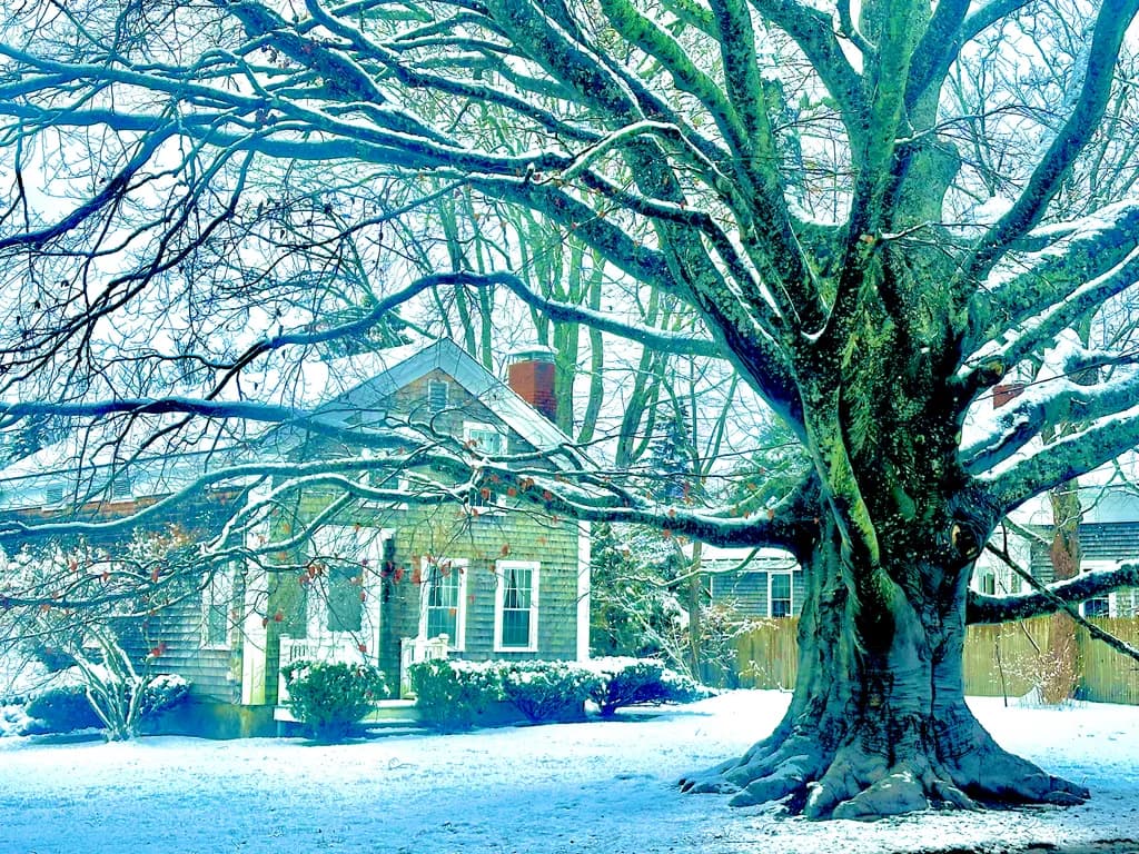 Winter's Embrace