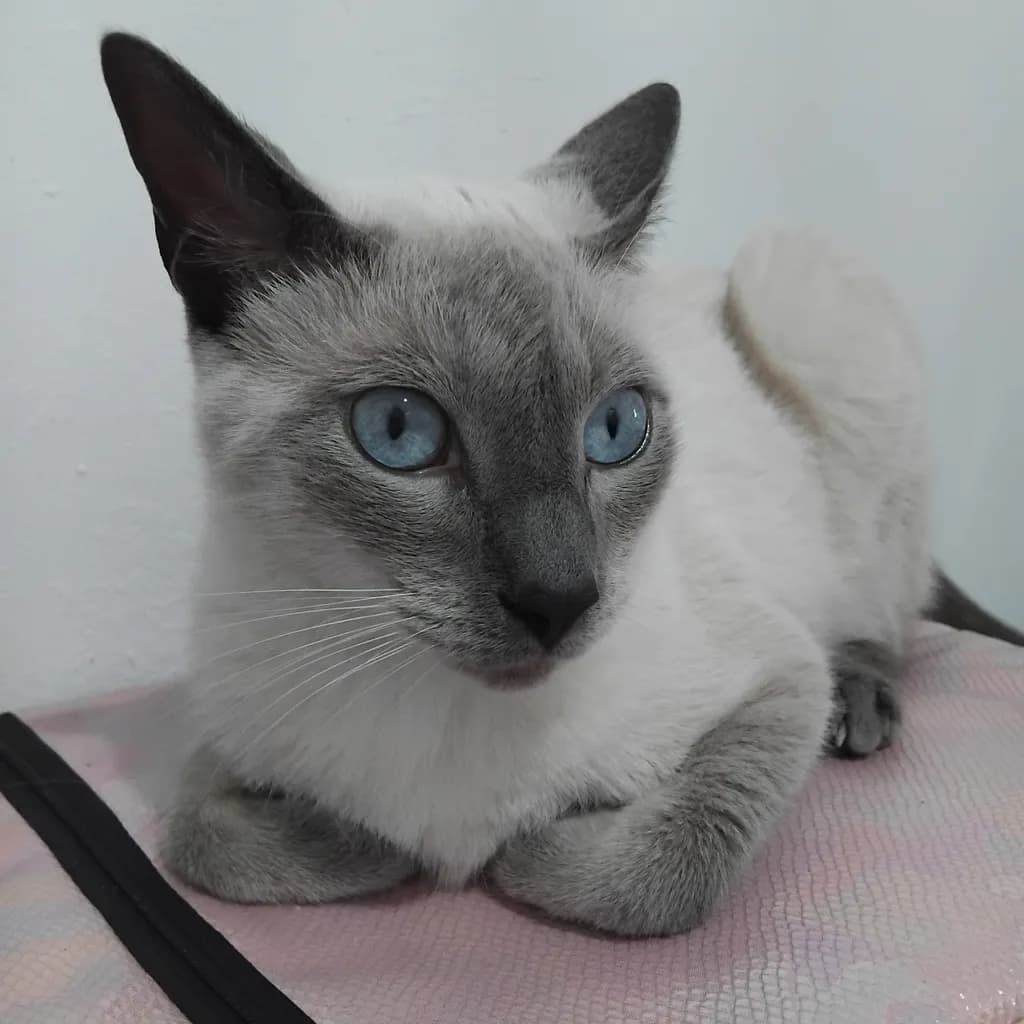 Siamese Elegance