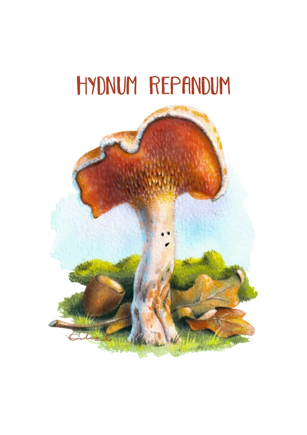 Hydnum Repandum, The Curious Presence