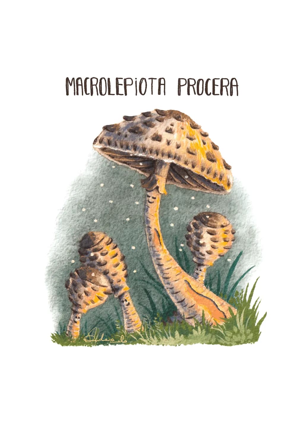 Macrolepiota Procera, The Calm Watcher