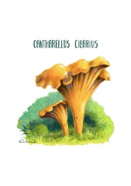Cantharellus Cibarius