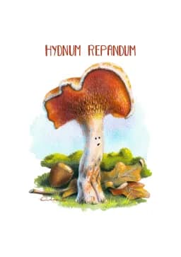 Hydnum Repandum, The Curious Presence