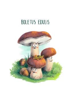 Boletus Edulis, The Quiet Strength