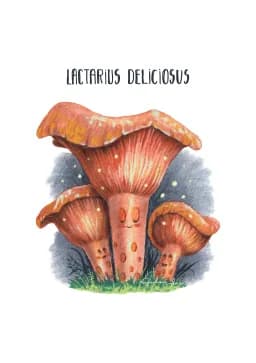 Lactarius Deliciosus, The Gentle Spirit