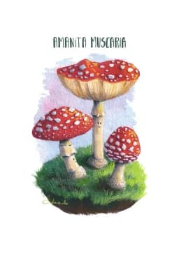 Amanita Muscaria Trio