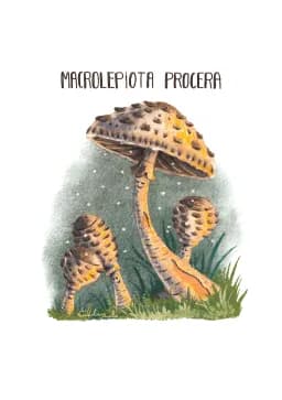 Macrolepiota Procera, The Calm Watcher