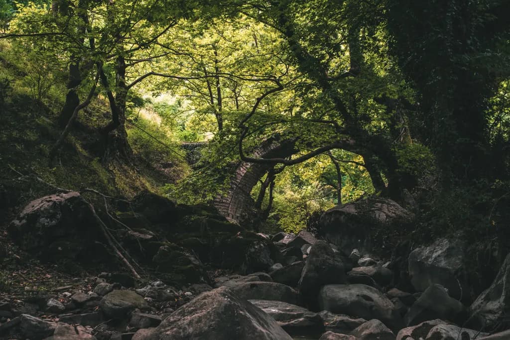 Tranquil Stream