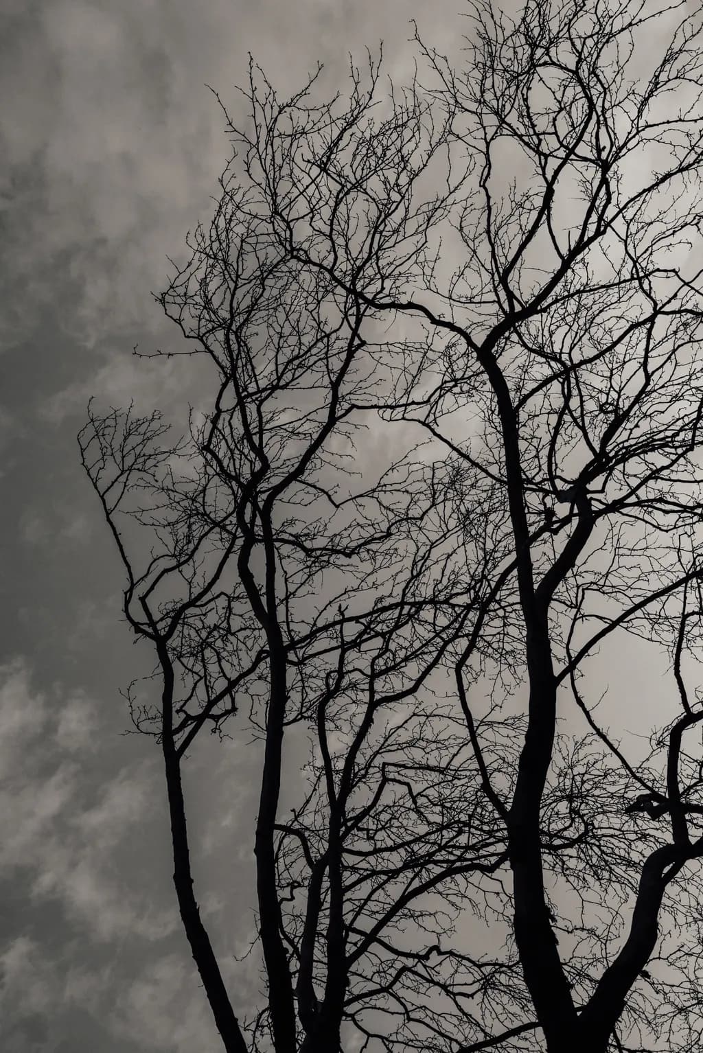 Bare Branches