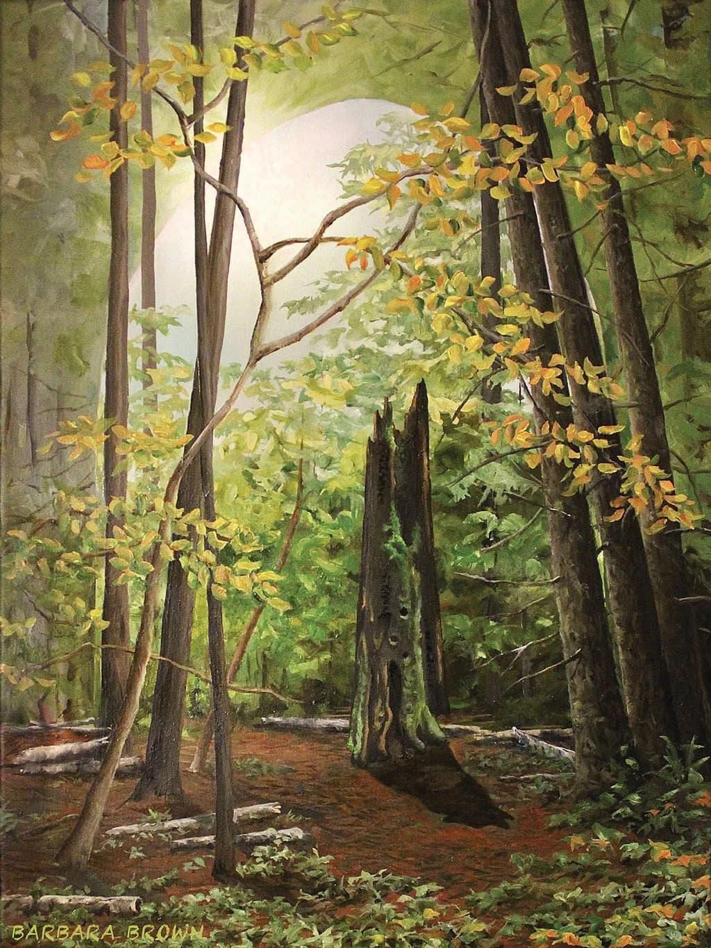 Grandfather's Grove