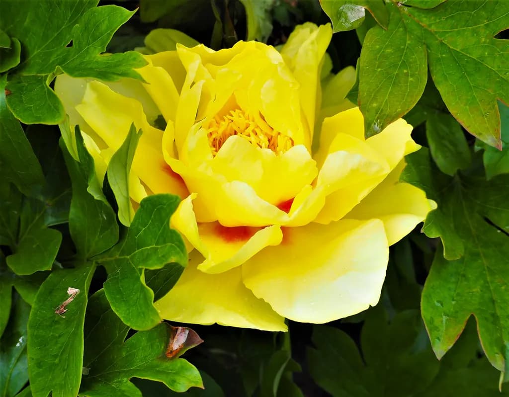 Golden Bloom