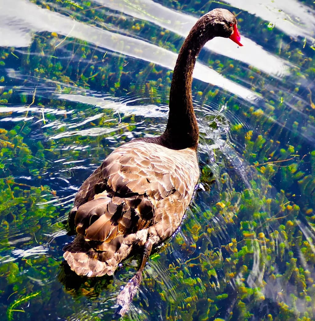 Black Swan