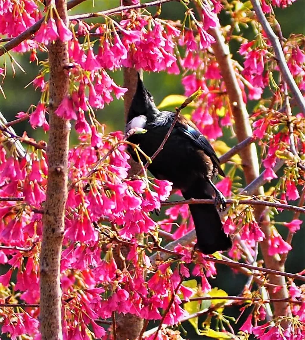 Tui and Pink Blossoms