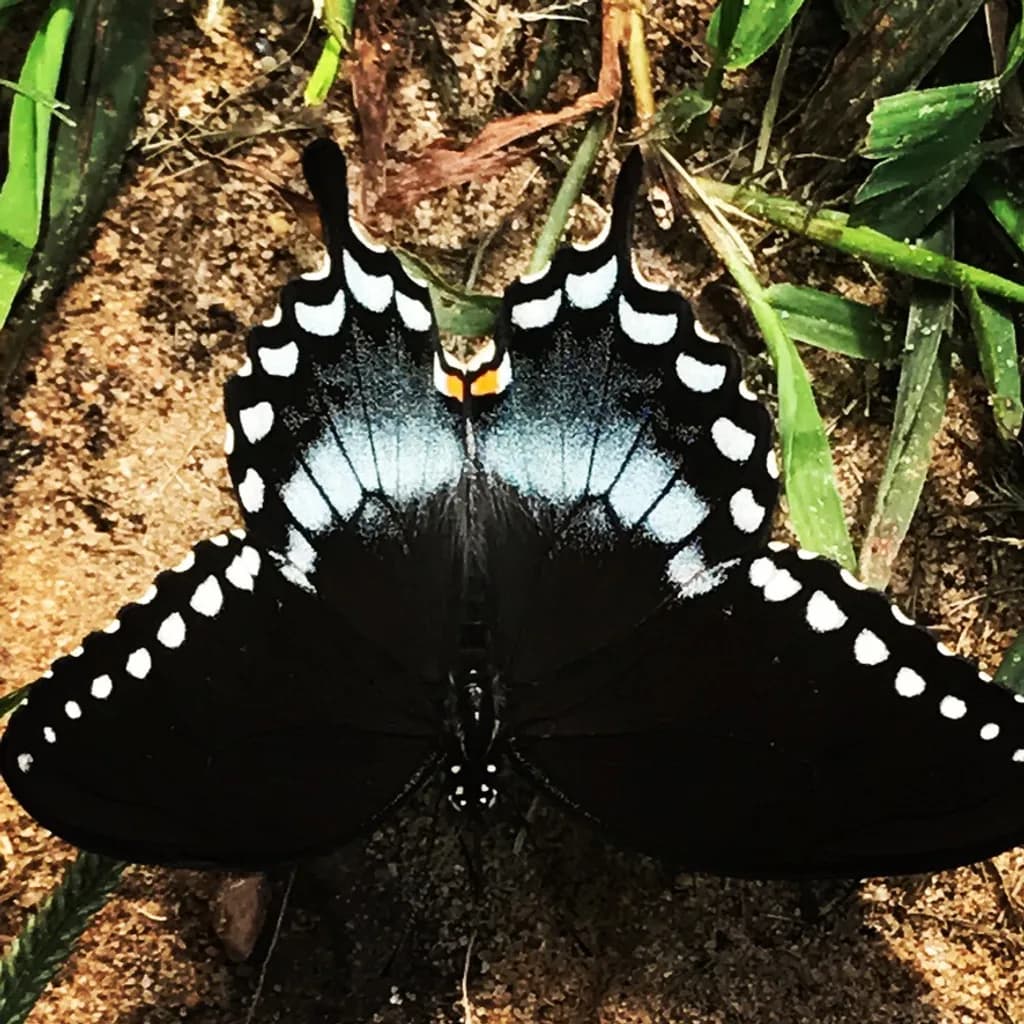 Noir Wingprint