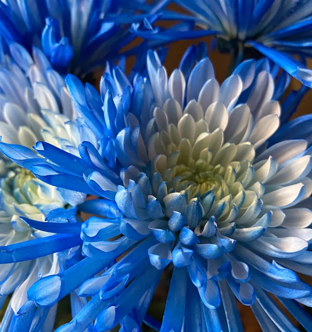 Blue & White Bloom