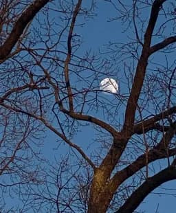 Moon Through Branches