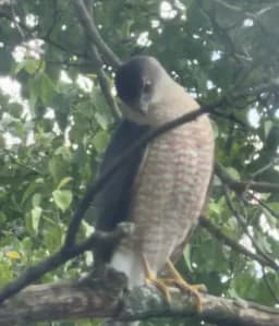 Cooper's Hawk Perch