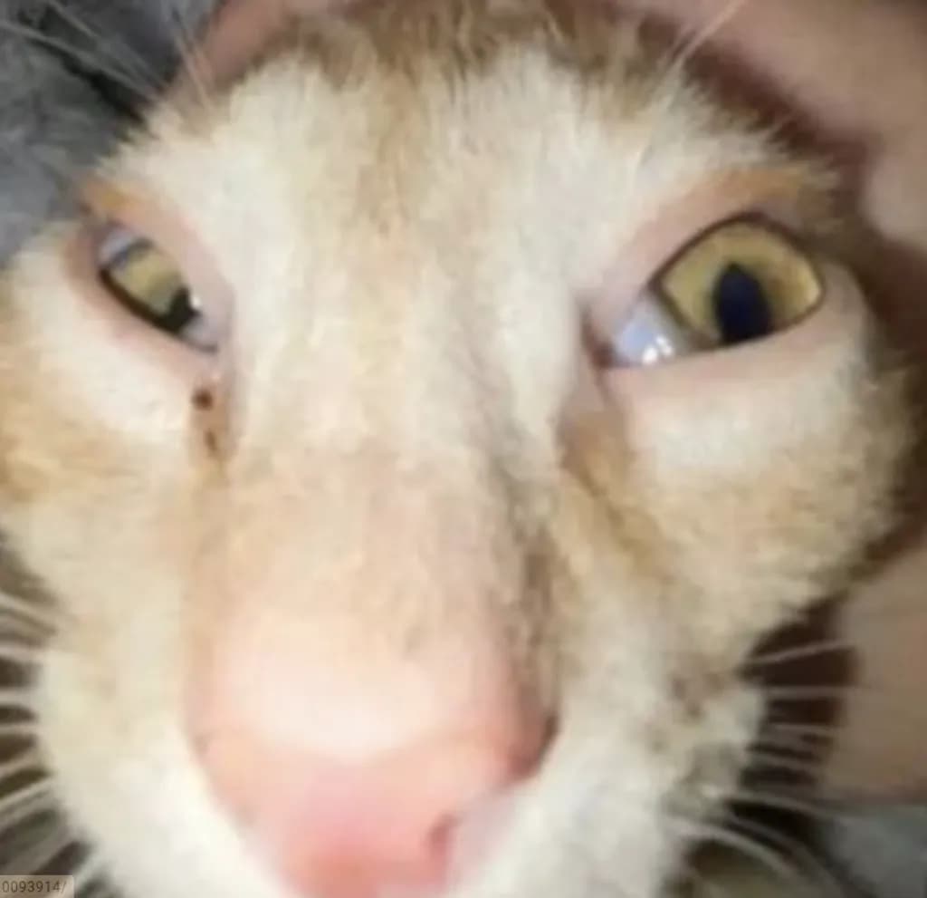 Curious Cat Eyes