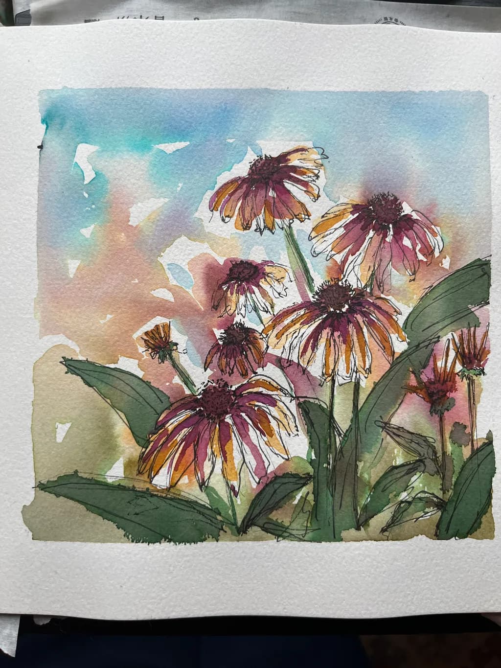 Echinacea Bloom
