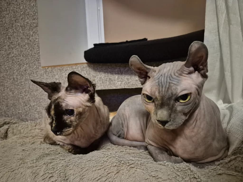 Feline Companions