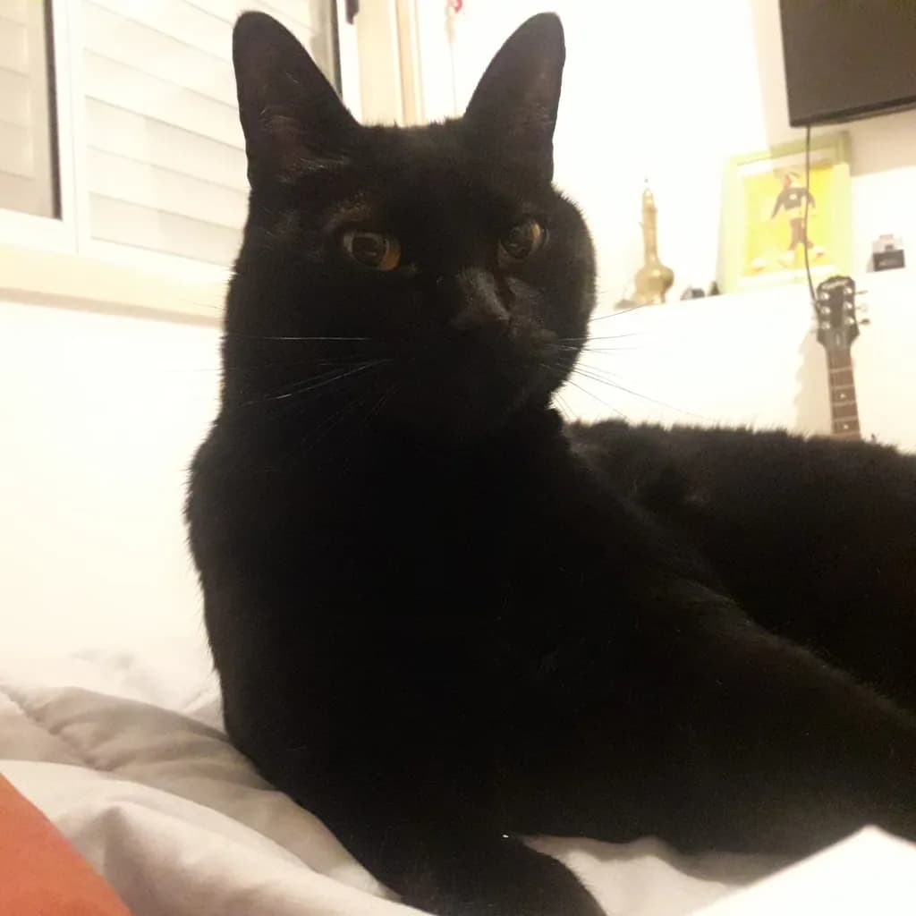 Mysterious Black Cat