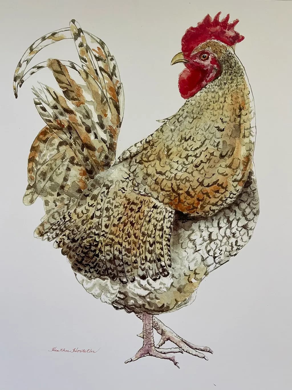 Proud Rooster