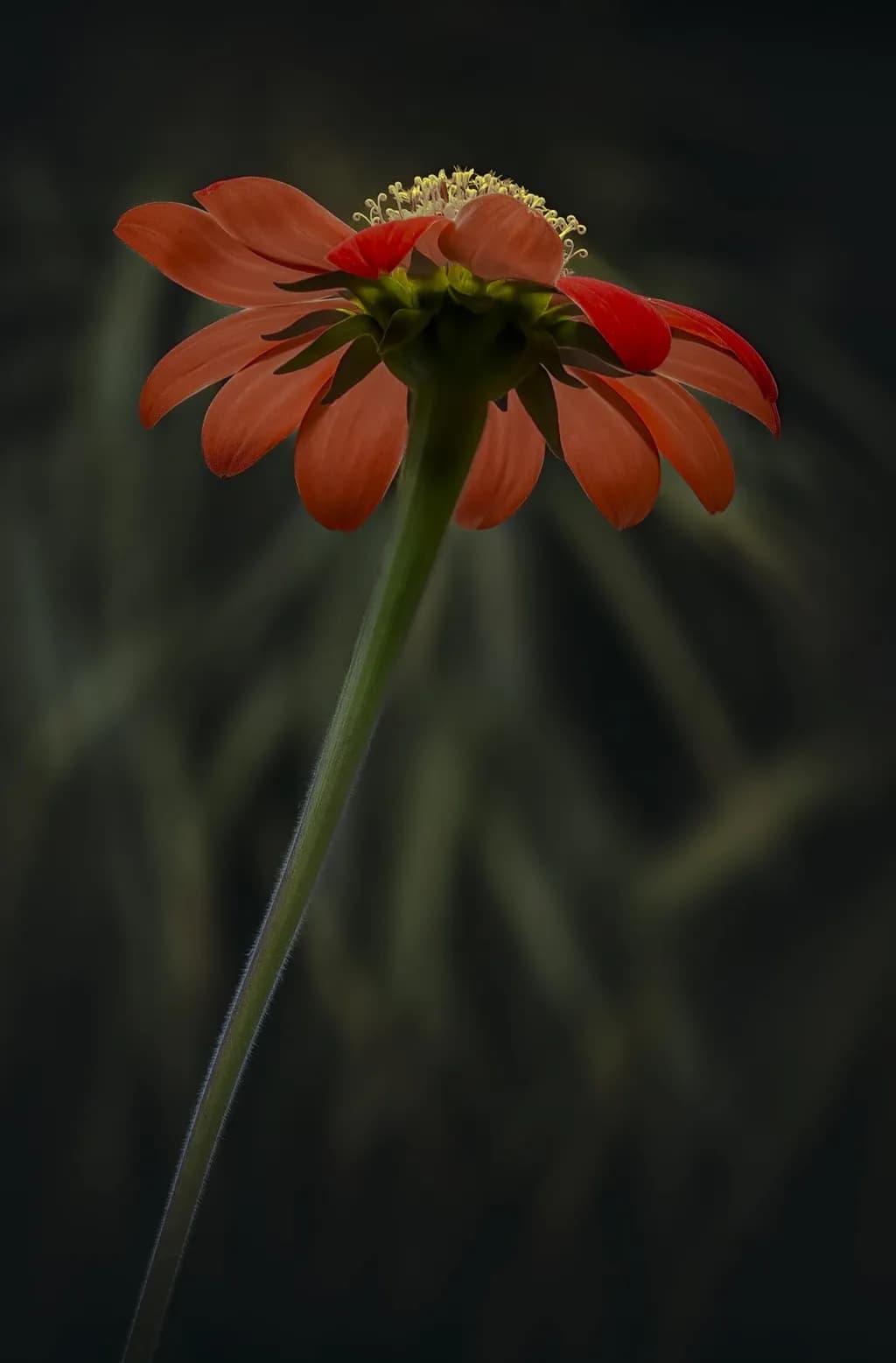 Crimson Blossom