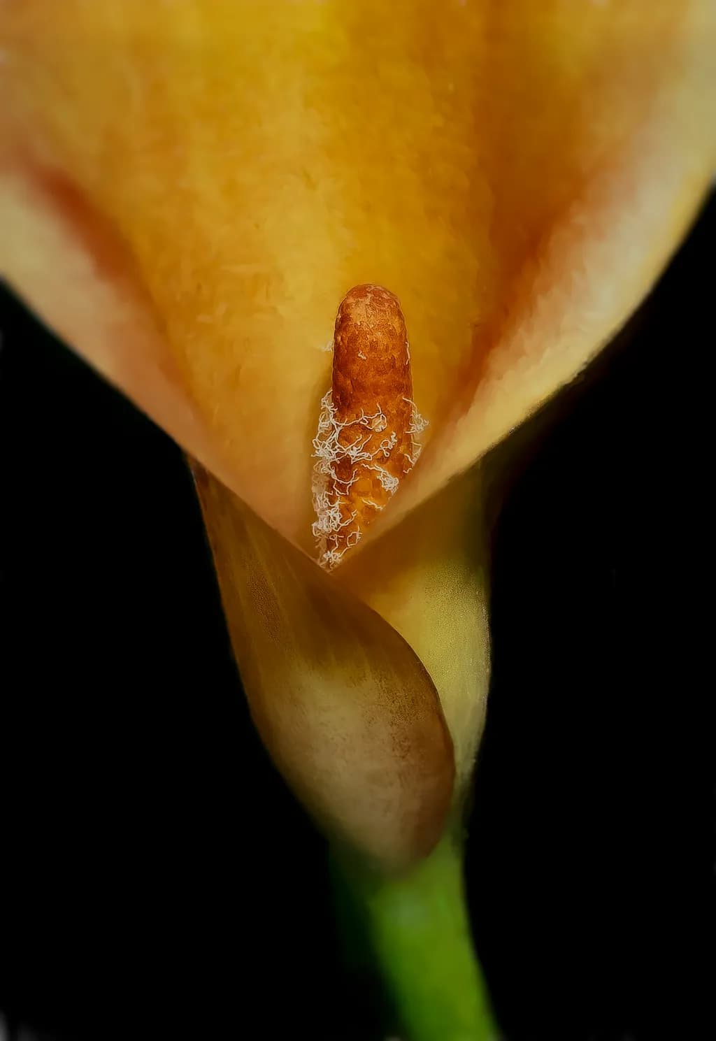 Golden Blossom
