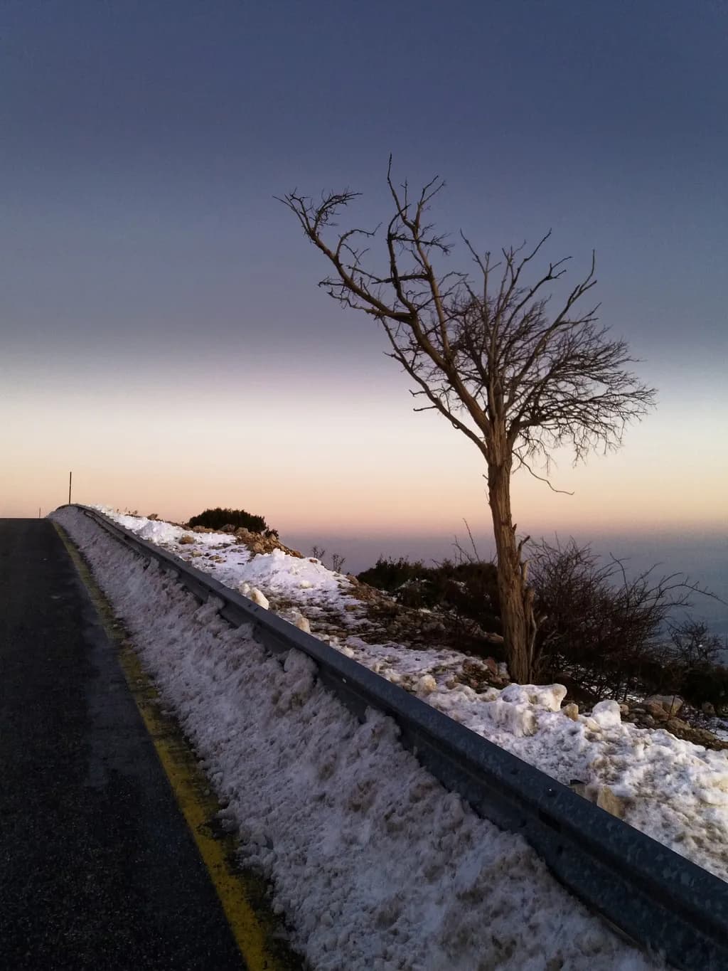 Lone Tree