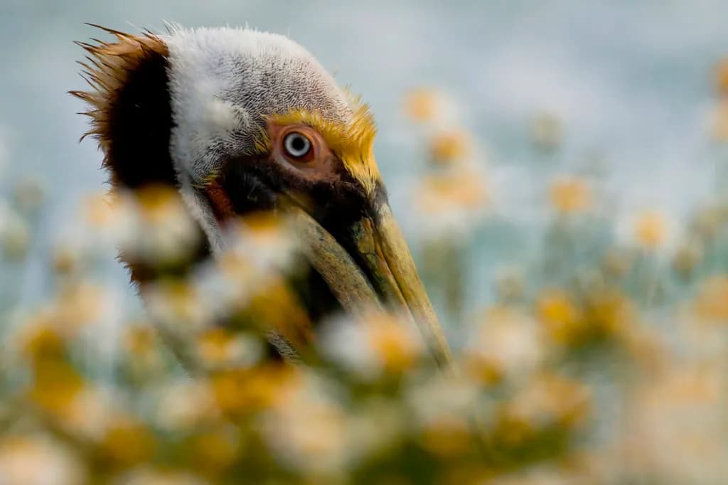 A Pelican Among Blooms