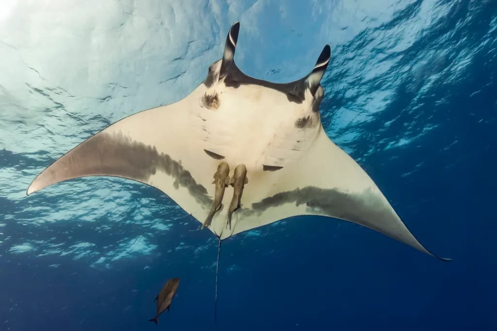 Overhead Pass — A Manta Ray at Its Most Intimate