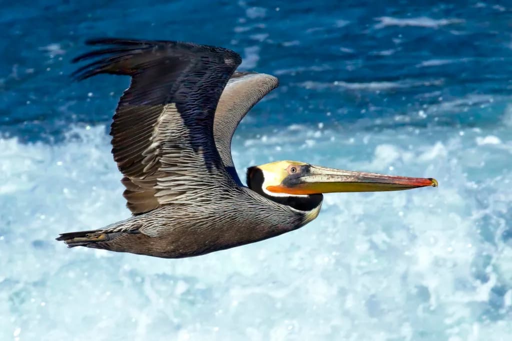Brown Pelican in Flight — A Study in Power and Grace